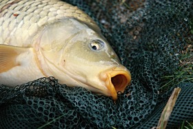 Малюнок петиції:Entnahmefenster bei Fischen um einen gesunden Fischbestand dauerhaft zu bilden