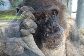 Pilt petitsioonist:Epulu und Kitoto: das Schimpansenehepaar, muss wieder zusammen geführt werden