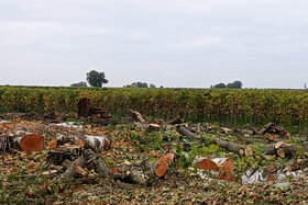 Bild der Petition: Erhalt der alten Bäume und der Graswege Ortsgemeinde Flemlingen