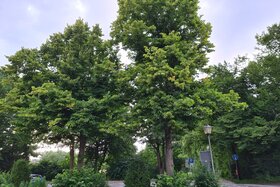 Bild der Petition: Erhaltet die Bäume am geplanten Wohnmobilparkplatz "Pferdewiese" neben der Burg Lüdinghausen!