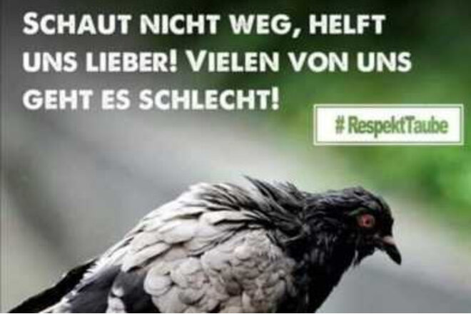 Bild der Petition Erhalt der Futterstellen für Haustauben in Herrenberg!
