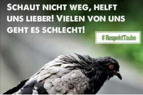 Afbeelding van de petitie: Erhalt der Futterstellen für Haustauben in Herrenberg!