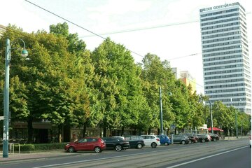 Bild der Petition ERHALT DER LINDEN IN DER MAGISTRALE! Karl-Marx-Straße Frankfurt (Oder)