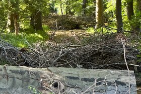 Picture of the petition:Erhalt des Naturpfads parallel zum Haspelfelder Weg in Hannover-Südstadt – Bitte nicht entfernen!