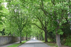Picture of the petition:Erhalt des Stadtgärtnerei-Geländes St. Ingbert als Grünfläche