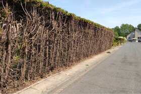 Imazhi i peticionit: Erhalt einer Thuja Hecke auf dem Grundstück Stormarnring 26 in Glinde
