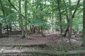 Bild der Petition: Erhalt von jahrhundertealtem Naturwald statt Rodung für Industrieerweiterung