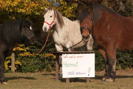 Bild der Petition: Erhaltet den Lebensraum der drei Gnadenbrotpferde in Wermelskirchen – stoppt die Abrissverfügung