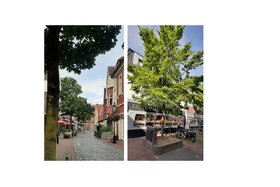 Снимка на петицията:Erhaltet die Bäume an der Mühlenstraße und der Kleinen Münsterstraße in der Lüdinghauser Innenstadt