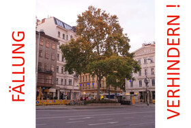 Foto van de petitie:Erhaltung der Platane Josefstädterstraße / Auerspergstraße