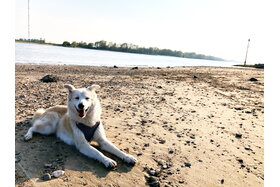 Bild der Petition: Erhaltung des Hundeauslaufplatzes Wesel am Rhein