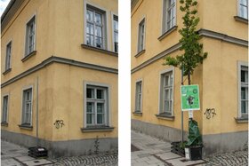 Bild der Petition: Erhöhung der Aufenthaltsqualität der Baumkirchner Straße durch dauerhafte Baumbegrünung