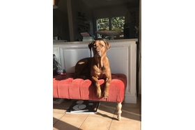 Bild der Petition: Hund im ExWi erlauben - UniBe