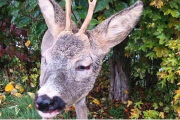 Immagine della petizione Erlösung nach Wildunfall - Gesetz der Jagdwilderei zum Tierwohl ändern