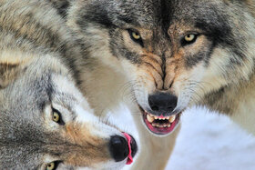 Bild der Petition: Erträgliches Nebeneinander mit den Wölfen