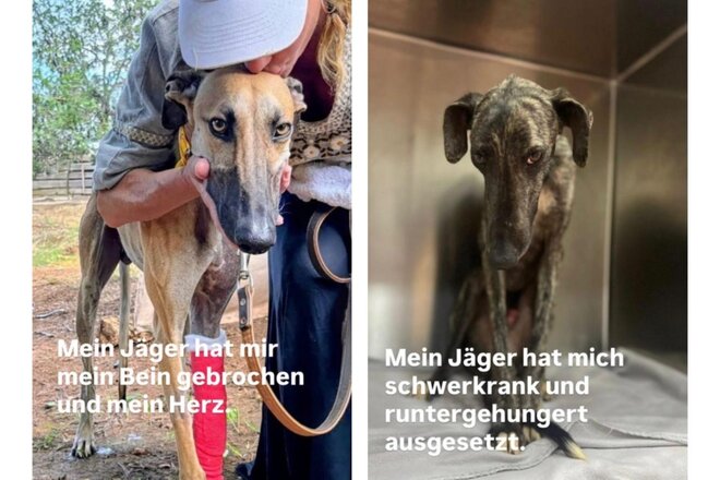 Image of the petition Europa darf nicht wegsehen ‒ Gleiches Recht für alle Hunde!