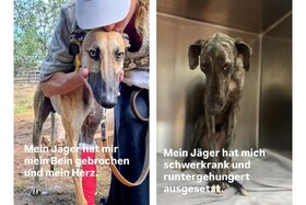 Image de la pétition : Europa darf nicht wegsehen ‒ Gleiches Recht für alle Hunde!