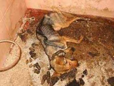 Φωτογραφία της αναφοράς:Euthanasieverbot für Kroatien! Stoppt das Töten von unschuldigen Straßenhunden