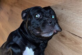 Bild der Petition: Faire Wesenstests statt Rasselisten – Hunde nach Verhalten beurteilen