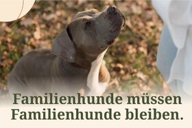 Bild der Petition: Familienhund bleibt Familienhund: Stopp der neuen NRW-Listenhund-Vorschrift!