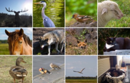 Bild der Petition Feuerwerkskörper höher besteuern - für den Tierschutz