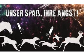 Poza petiției:Feuerwerksverbot an Silvester - zum Schutz für Klima und die Tiere