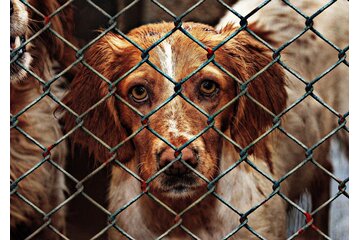 Immagine della petizione Finanzielle Mittel für die  Fundtierverwahrung für die Tierheime der Stadt Frankfurt