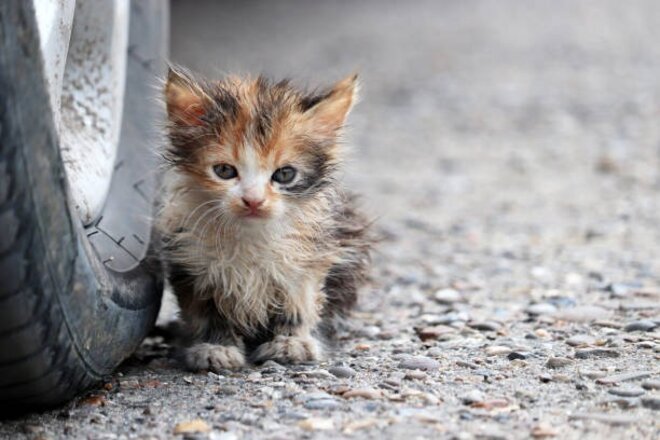 Vetoomuksen kuva Fix NSW Cat Laws — Stop Releasing Stray Cats Back to the Street