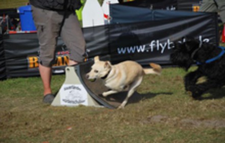 Bild der Petition: Flyball-Hundesport: Trennzaun zwischen den Bahnen soll als Kann-Regelung weiterhin Bestand haben