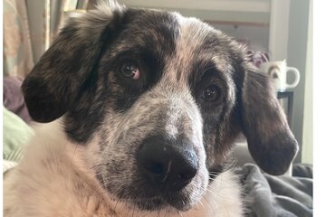 Bild der Petition Fordern Sie die Wiederherstellung der Steuerbefreiung für Tierschutzhunde
