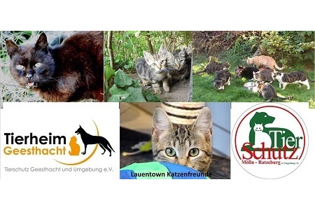 Peticijos nuotrauka:Forderung einer Katzenschutzverordnung für den Kreis Herzogtum Lauenburg