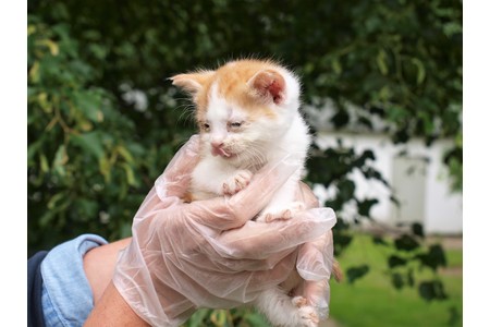 Bild der Petition: Forderung einer Katzenschutzverordnung für Mecklenburg-Vorpommern