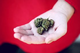Bild der Petition: Free Weed in Germany! Legalisierung von Cannabis