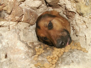 Slika peticije:Freiheit für die eingemauerten Hunde in Sarajevo!!!
