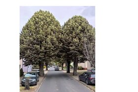 Bild der Petition: Für den Erhalt der Bäume in der Eifelstrasse