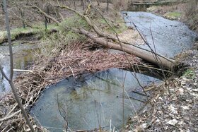 Foto e peticionit:Für den Erhalt der dynamischen Flussarme in der Liechtensteiner Au am Laabenbach