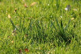 Image of the petition: Für den Erhalt der Grünfläche Fasanenstraße/Ecke Heidestraße