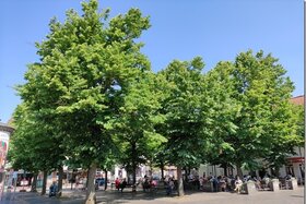 Bild der Petition: Für den Erhalt von 16 Linden in der Möllner Altstadt