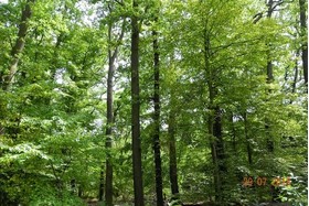 Bilde av begjæringen:Für den Schutz der Natur,  keine Waldrodung für privaten Profit in Dessau- Kochstedt