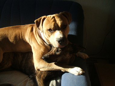 Bild der Petition: Für die Abschaffung der Hundesteuer in Wilhelmshaven