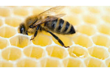 Foto e peticionit:Gesetz der Besteuerung zur Bienenförderung bundesweit, EU-weit