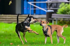 Bild der Petition: 🐾 Für ein lebendiges Miteinander:  Eine Hundewiese für Fellbach!