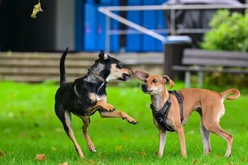 Imazh i peticionit 🐾 Für ein lebendiges Miteinander:  Eine Hundewiese für Fellbach!