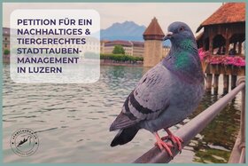 Image of the petition: For sustainable and humane pigeon management in Lucerne