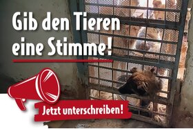 Bild der Petition: Für ein starkes #Tierschutzgesetz – Gib den Tieren eine Stimme!