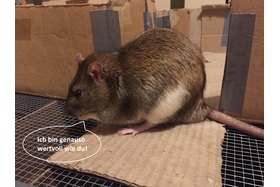 Obrázek petice:Für ein Verbot von Rodentiziden (Rattengift) in Deutschland