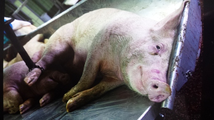 Pilt petitsioonist:Für eine artgerechte Tierhaltung sowie humane Vorgehensweise auf Schlachthöfen