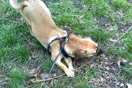 Foto da petição:für eine Einfriedung der Hundewiese Nr. 53 im Seeberger Park