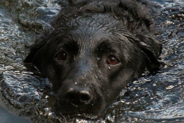 Bild der Petition Für eine faire und verhältnismäßige Hunderegelung auf den Liegewiesen am Brombachsee
