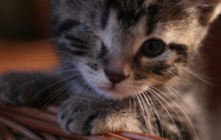 Slika peticije:Für eine Kastrations- und Registrierungspflicht von freilaufenden Katzen in Niedersachsen